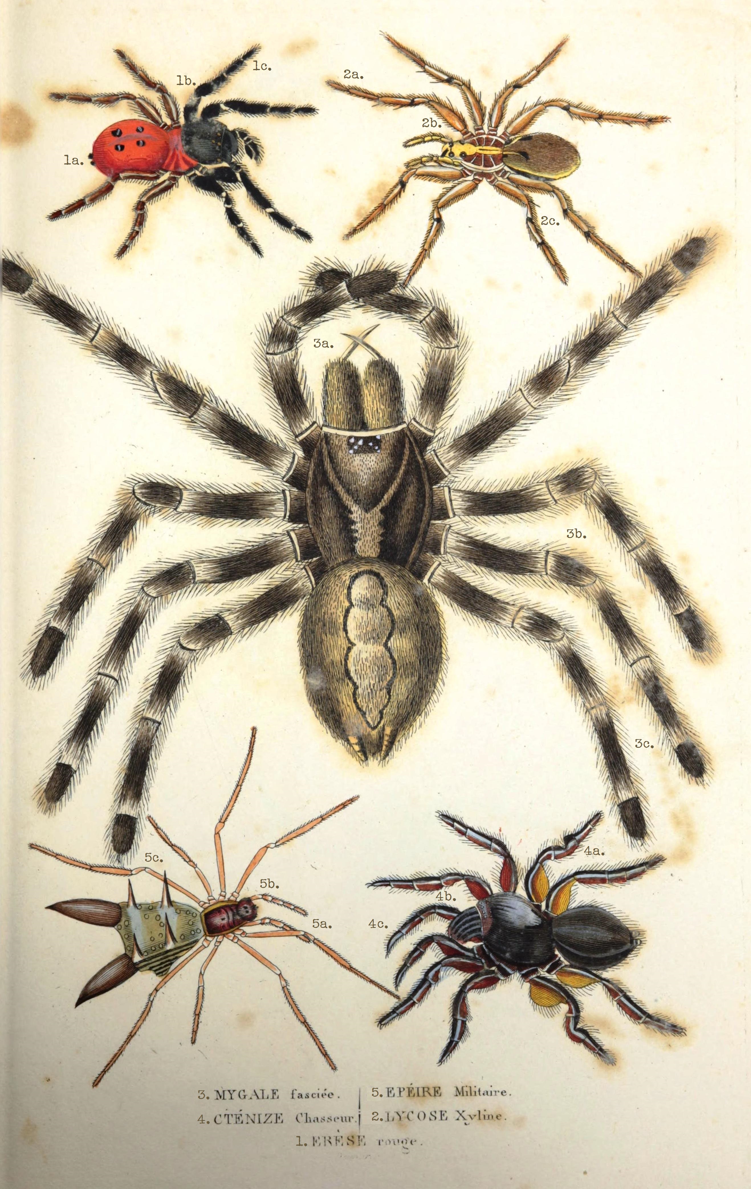Arachnides1.jpg