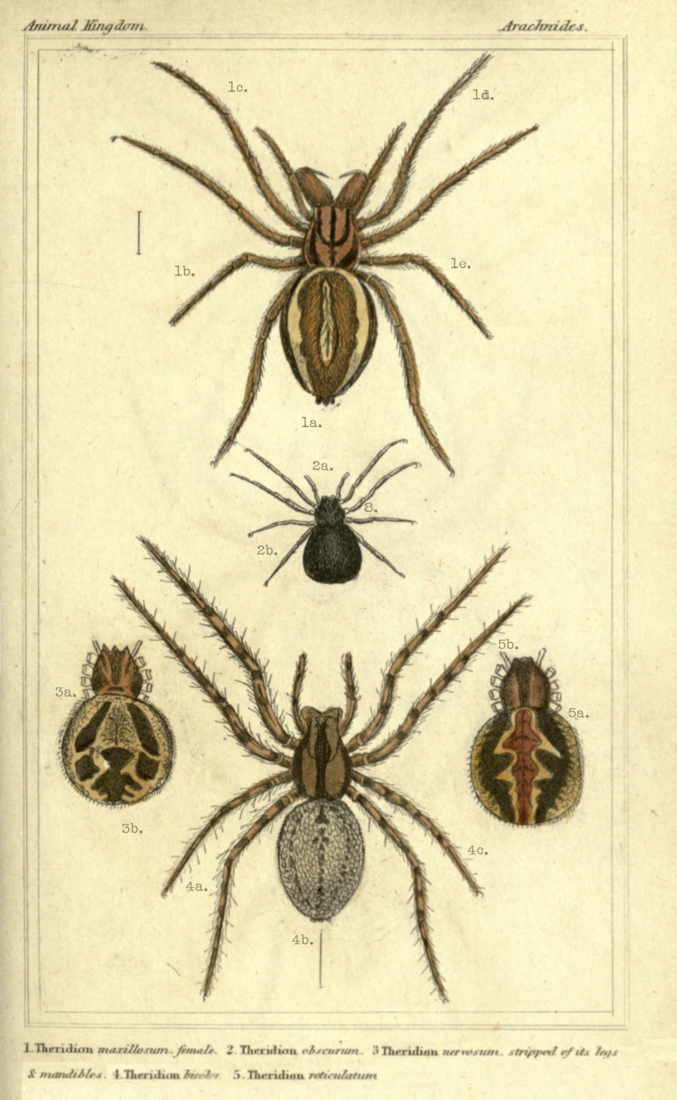 Arachnides5.jpg